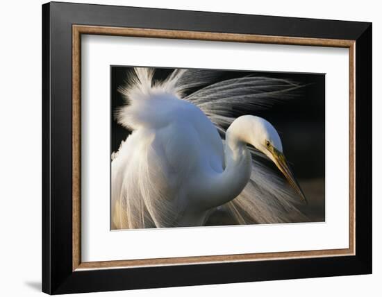 Great Egret (Ardea Alba) Pusztaszer, Hungary, May-Varesvuo-Framed Photographic Print