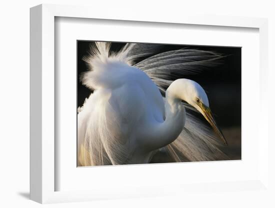 Great Egret (Ardea Alba) Pusztaszer, Hungary, May-Varesvuo-Framed Photographic Print