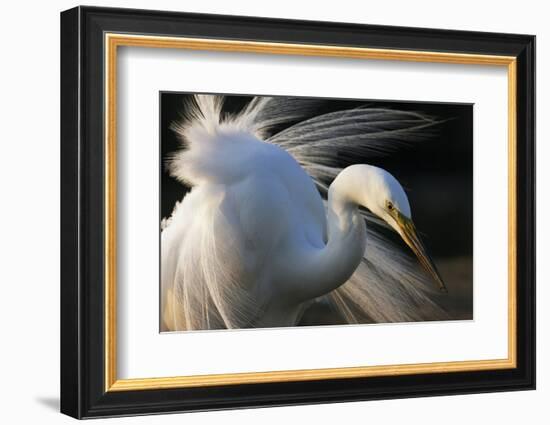 Great Egret (Ardea Alba) Pusztaszer, Hungary, May-Varesvuo-Framed Photographic Print