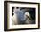Great Egret (Ardea Alba) Pusztaszer, Hungary, May-Varesvuo-Framed Photographic Print