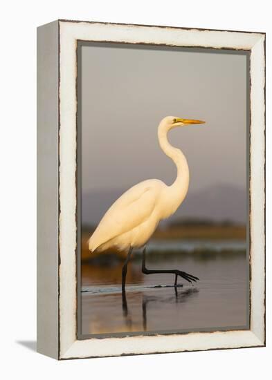 Great Egret (Ardea Alba), Zimanga Private Game Reserve, Kwazulu-Natal, South Africa, Africa-Ann & Steve Toon-Framed Premier Image Canvas