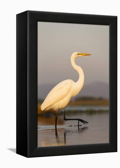 Great Egret (Ardea Alba), Zimanga Private Game Reserve, Kwazulu-Natal, South Africa, Africa-Ann & Steve Toon-Framed Premier Image Canvas