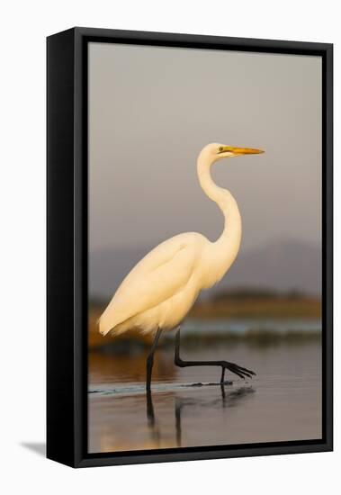 Great Egret (Ardea Alba), Zimanga Private Game Reserve, Kwazulu-Natal, South Africa, Africa-Ann & Steve Toon-Framed Premier Image Canvas