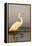 Great Egret (Ardea Alba), Zimanga Private Game Reserve, Kwazulu-Natal, South Africa, Africa-Ann & Steve Toon-Framed Premier Image Canvas