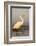 Great Egret (Ardea Alba), Zimanga Private Game Reserve, Kwazulu-Natal, South Africa, Africa-Ann & Steve Toon-Framed Photographic Print