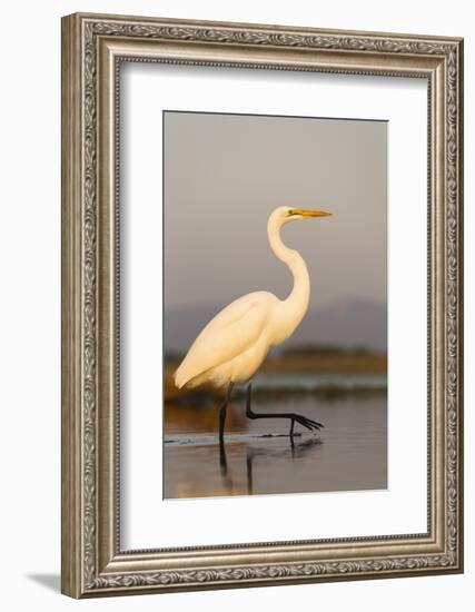 Great Egret (Ardea Alba), Zimanga Private Game Reserve, Kwazulu-Natal, South Africa, Africa-Ann & Steve Toon-Framed Photographic Print