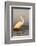 Great Egret (Ardea Alba), Zimanga Private Game Reserve, Kwazulu-Natal, South Africa, Africa-Ann & Steve Toon-Framed Photographic Print