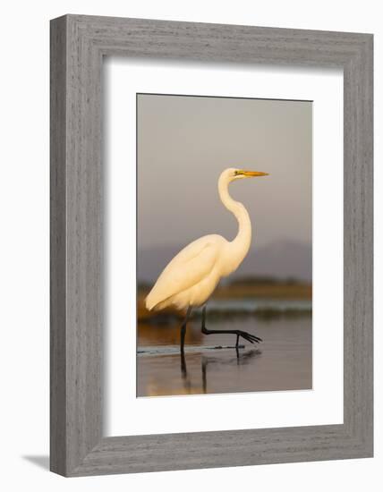 Great Egret (Ardea Alba), Zimanga Private Game Reserve, Kwazulu-Natal, South Africa, Africa-Ann & Steve Toon-Framed Photographic Print