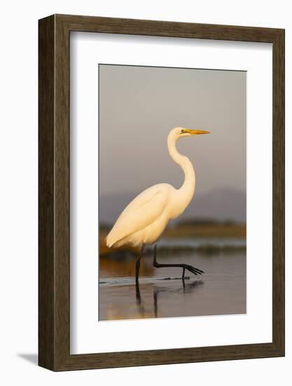 Great Egret (Ardea Alba), Zimanga Private Game Reserve, Kwazulu-Natal, South Africa, Africa-Ann & Steve Toon-Framed Photographic Print