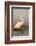 Great Egret (Ardea Alba), Zimanga Private Game Reserve, Kwazulu-Natal, South Africa, Africa-Ann & Steve Toon-Framed Photographic Print