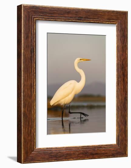 Great Egret (Ardea Alba), Zimanga Private Game Reserve, Kwazulu-Natal, South Africa, Africa-Ann & Steve Toon-Framed Photographic Print