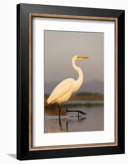 Great Egret (Ardea Alba), Zimanga Private Game Reserve, Kwazulu-Natal, South Africa, Africa-Ann & Steve Toon-Framed Photographic Print