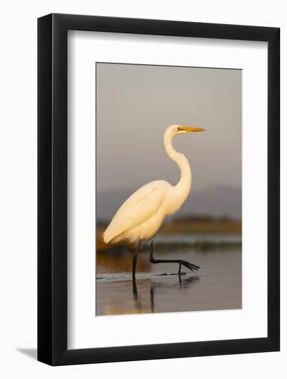 Great Egret (Ardea Alba), Zimanga Private Game Reserve, Kwazulu-Natal, South Africa, Africa-Ann & Steve Toon-Framed Photographic Print