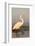 Great Egret (Ardea Alba), Zimanga Private Game Reserve, Kwazulu-Natal, South Africa, Africa-Ann & Steve Toon-Framed Photographic Print