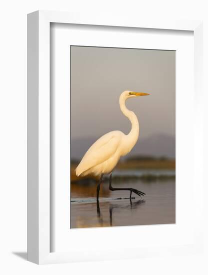 Great Egret (Ardea Alba), Zimanga Private Game Reserve, Kwazulu-Natal, South Africa, Africa-Ann & Steve Toon-Framed Photographic Print