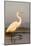 Great Egret (Ardea Alba), Zimanga Private Game Reserve, Kwazulu-Natal, South Africa, Africa-Ann & Steve Toon-Mounted Photographic Print