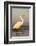 Great Egret (Ardea Alba), Zimanga Private Game Reserve, Kwazulu-Natal, South Africa, Africa-Ann & Steve Toon-Framed Photographic Print