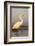 Great Egret (Ardea Alba), Zimanga Private Game Reserve, Kwazulu-Natal, South Africa, Africa-Ann & Steve Toon-Framed Photographic Print