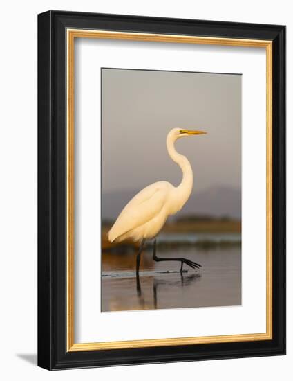 Great Egret (Ardea Alba), Zimanga Private Game Reserve, Kwazulu-Natal, South Africa, Africa-Ann & Steve Toon-Framed Photographic Print