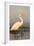 Great Egret (Ardea Alba), Zimanga Private Game Reserve, Kwazulu-Natal, South Africa, Africa-Ann & Steve Toon-Framed Photographic Print