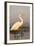 Great Egret (Ardea Alba), Zimanga Private Game Reserve, Kwazulu-Natal, South Africa, Africa-Ann & Steve Toon-Framed Photographic Print