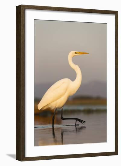 Great Egret (Ardea Alba), Zimanga Private Game Reserve, Kwazulu-Natal, South Africa, Africa-Ann & Steve Toon-Framed Photographic Print