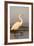 Great Egret (Ardea Alba), Zimanga Private Game Reserve, Kwazulu-Natal, South Africa, Africa-Ann & Steve Toon-Framed Photographic Print