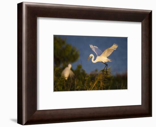 Great Egret (Ardea alba)-Larry Ditto-Framed Photographic Print