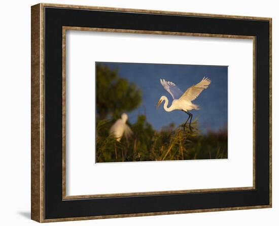 Great Egret (Ardea alba)-Larry Ditto-Framed Photographic Print