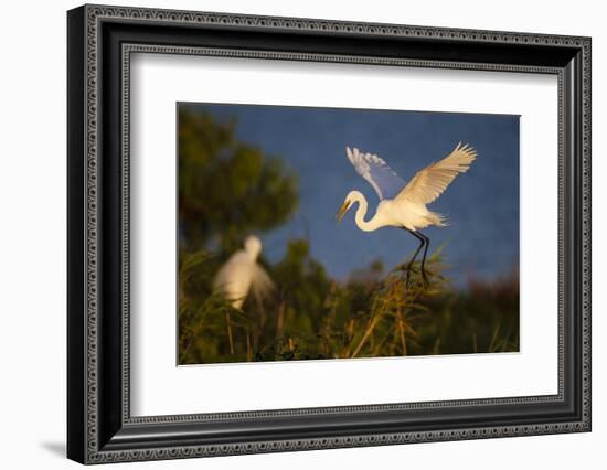 Great Egret (Ardea alba)-Larry Ditto-Framed Photographic Print