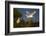 Great Egret (Ardea alba)-Larry Ditto-Framed Photographic Print