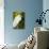 Great Egret Bird, Everglades, Florida, USA-Michael DeFreitas-Photographic Print displayed on a wall