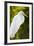 Great Egret Bird, Everglades, Florida, USA-Michael DeFreitas-Framed Photographic Print