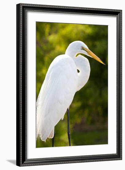 Great Egret Bird, Everglades, Florida, USA-Michael DeFreitas-Framed Photographic Print