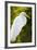 Great Egret Bird, Everglades, Florida, USA-Michael DeFreitas-Framed Photographic Print