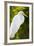 Great Egret Bird, Everglades, Florida, USA-Michael DeFreitas-Framed Photographic Print