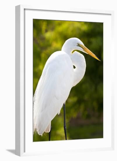 Great Egret Bird, Everglades, Florida, USA-Michael DeFreitas-Framed Photographic Print