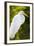 Great Egret Bird, Everglades, Florida, USA-Michael DeFreitas-Framed Photographic Print