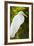 Great Egret Bird, Everglades, Florida, USA-Michael DeFreitas-Framed Photographic Print