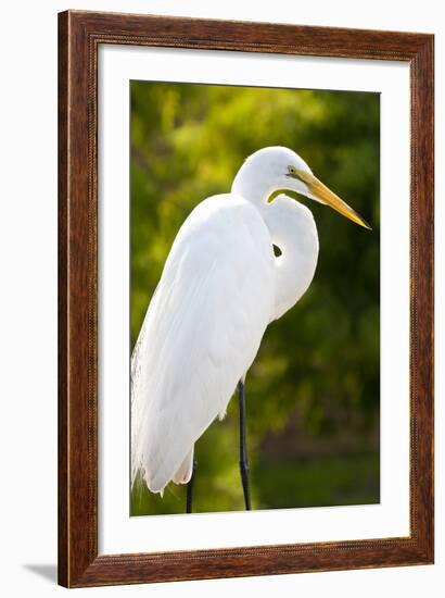 Great Egret Bird, Everglades, Florida, USA-Michael DeFreitas-Framed Photographic Print