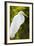 Great Egret Bird, Everglades, Florida, USA-Michael DeFreitas-Framed Photographic Print