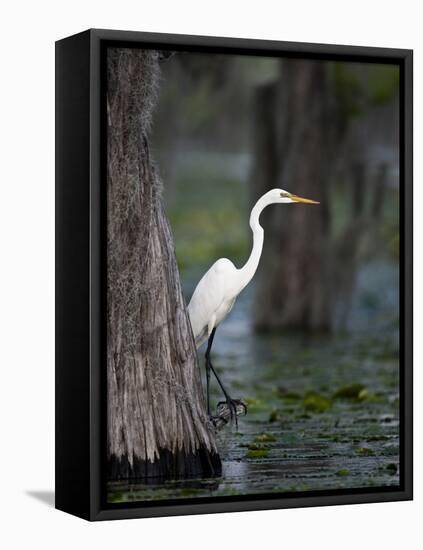 Great Egret, Caddo Lake, Texas, USA-Larry Ditto-Framed Premier Image Canvas