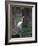 Great Egret, Caddo Lake, Texas, USA-Larry Ditto-Framed Photographic Print