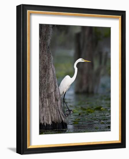 Great Egret, Caddo Lake, Texas, USA-Larry Ditto-Framed Photographic Print