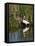 Great Egret, Caddo Lake, Texas, USA-Larry Ditto-Framed Premier Image Canvas