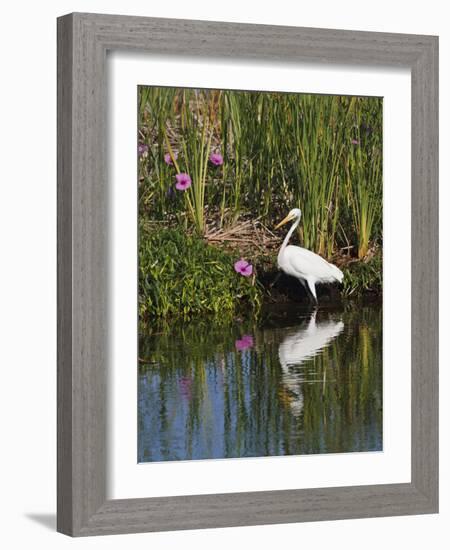 Great Egret, Caddo Lake, Texas, USA-Larry Ditto-Framed Photographic Print