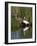 Great Egret, Caddo Lake, Texas, USA-Larry Ditto-Framed Photographic Print