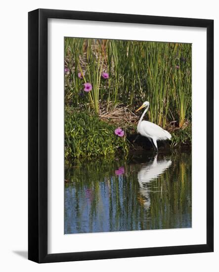 Great Egret, Caddo Lake, Texas, USA-Larry Ditto-Framed Photographic Print