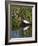 Great Egret, Caddo Lake, Texas, USA-Larry Ditto-Framed Photographic Print