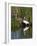 Great Egret, Caddo Lake, Texas, USA-Larry Ditto-Framed Photographic Print